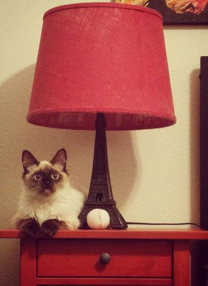 Pic of the Litter: Mayhem Cincotta-Corsino